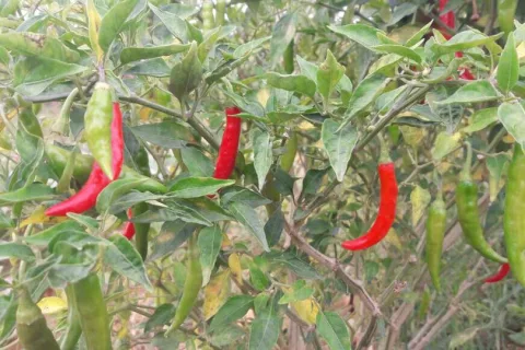 Chilli & Okra... the new entrants in our organic farm!