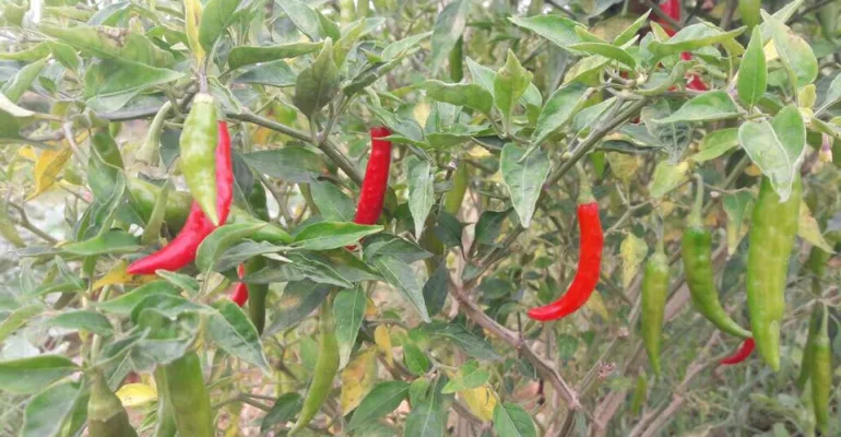 Chilli & Okra... the new entrants in our organic farm!