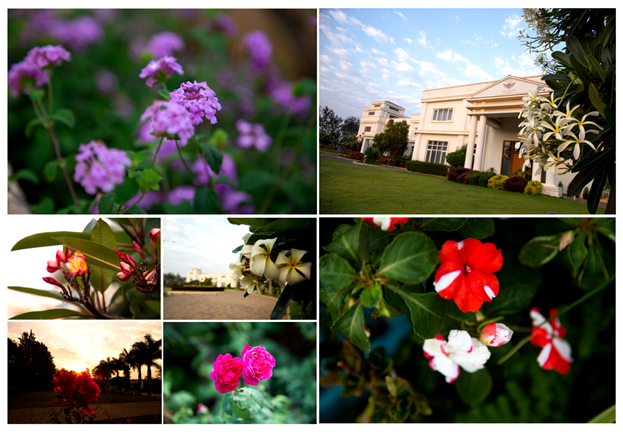 Flowers at Candor